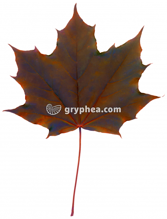 Erable rouge - Feuille (Acer rubrum) - gryphea.org